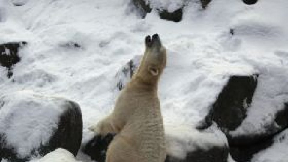 Un urs polar a înotat timp de 9 zile
