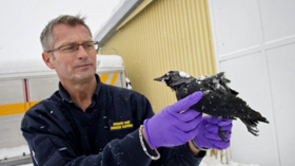 "Ploaie" cu păsări moarte într-un orăşel din Italia