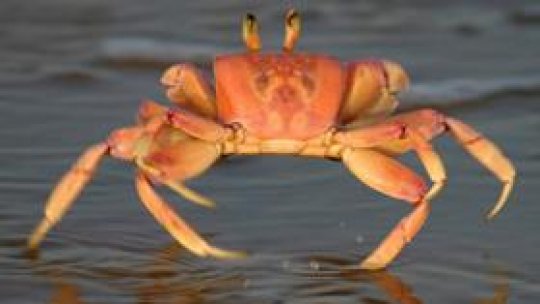 Animale nou apărute în fauna României