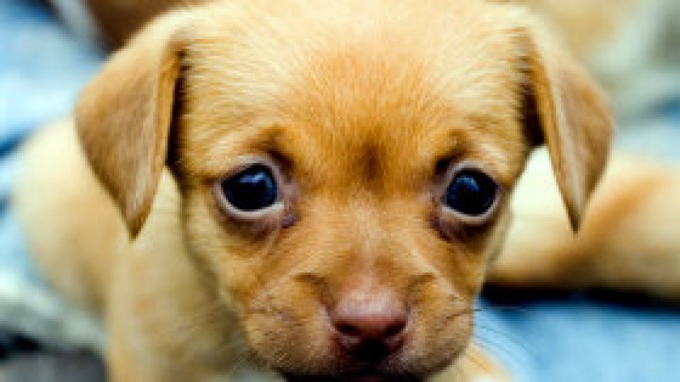 Cu patrupezii la şcoală