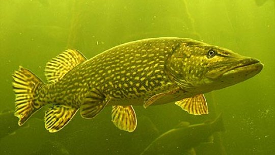 Cupa Deltei la ştiucă, ca proiect de promovare a zonei