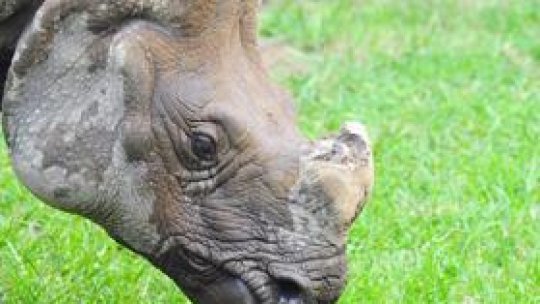 O specie rară de rinoceri a dispărut în Vietman