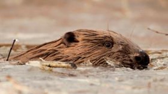 Ursul ameninţă să detroneze castorul canadian