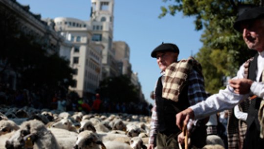 Protest cu cinci mii de oi la Madrid