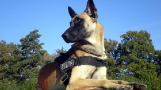 Câini poliţişti, în competiţie