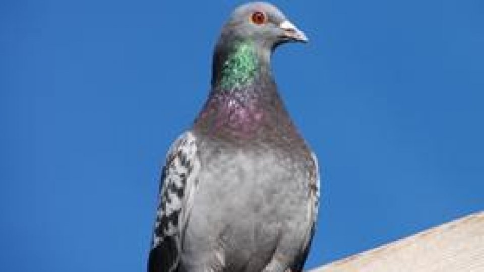 Porumbeii pot salva vieţi omeneşti