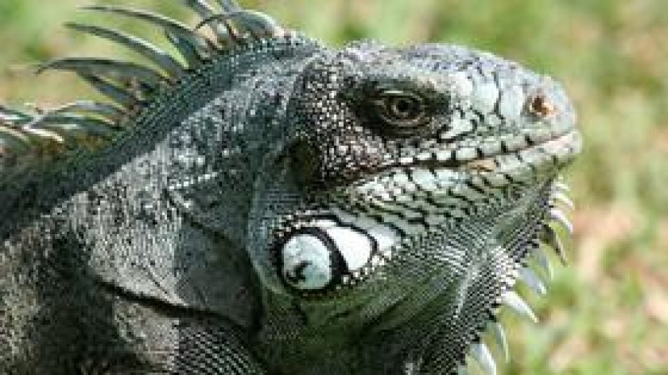 Iguana ... de la casa omului