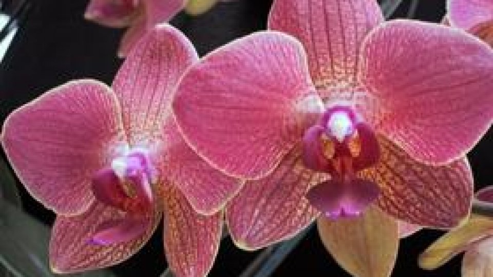 De ce este orhideea o plantă specială?