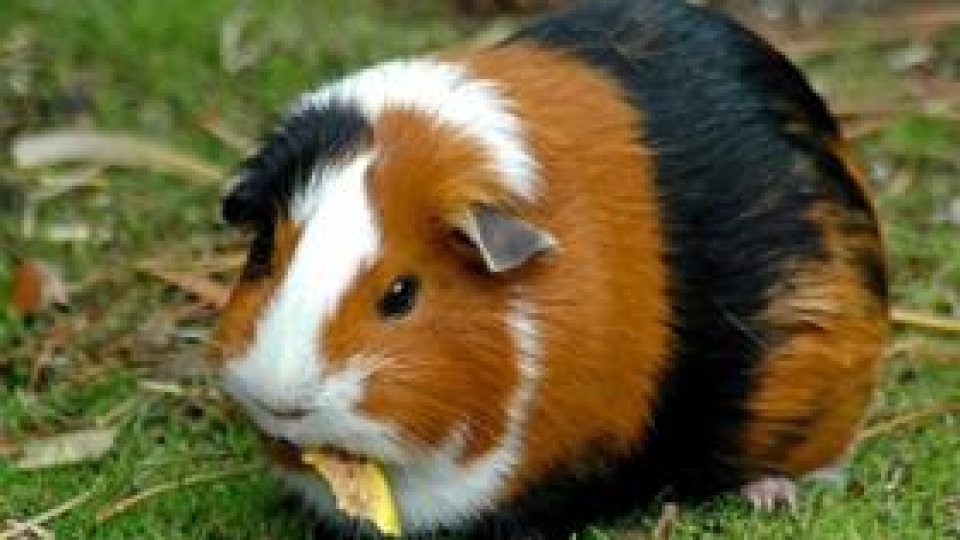 Porcușorul de Guineea