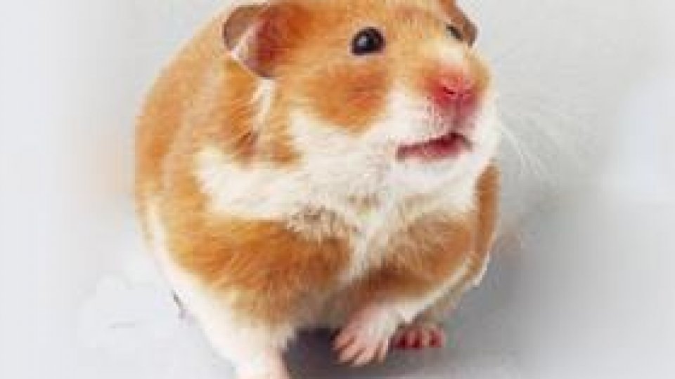 Hamsterul sirian