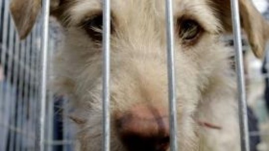 "Fără câini eutanasiaţi" la Târgu Mureş