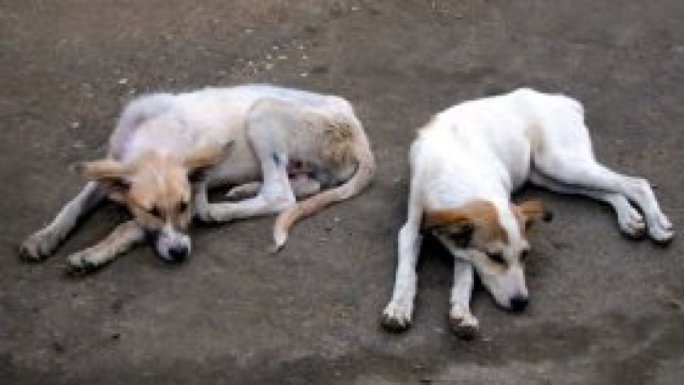 Dispută privind eutanasierea câinilor fără stăpân