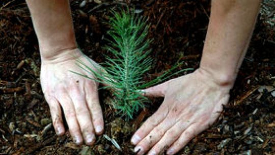 Proiectul "Verde în Arad", un succes