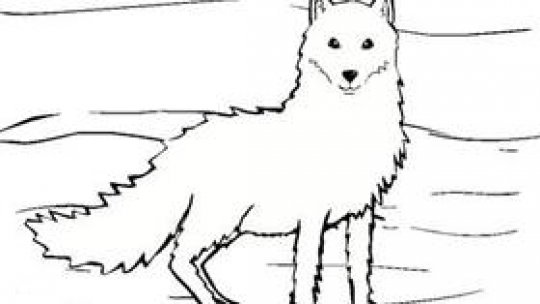 De ce a lipsit vulpea de acasă?