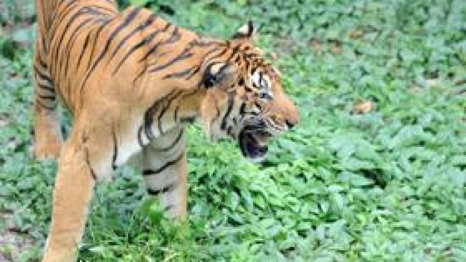 Un tigru a fost ucis după ce a scăpat de la  Zoo Sibiu