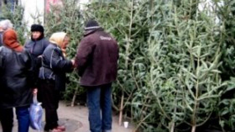 Niciun Crăciun fără miros de cetină!