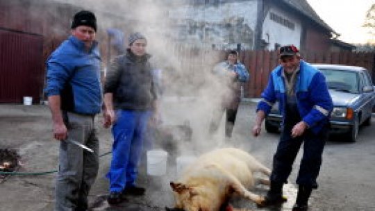 Porcul prevestește vremea