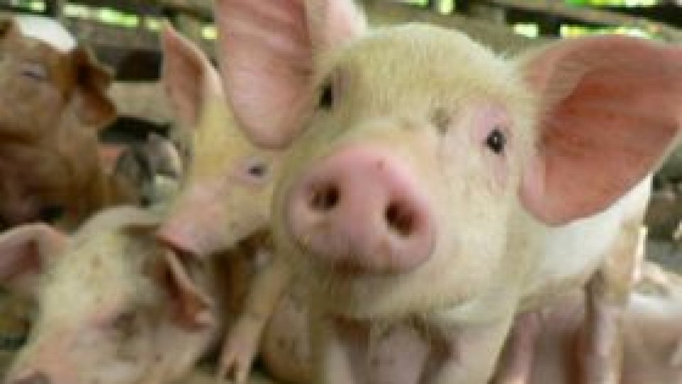 Cazuri de trichineloză în judeţul Olt