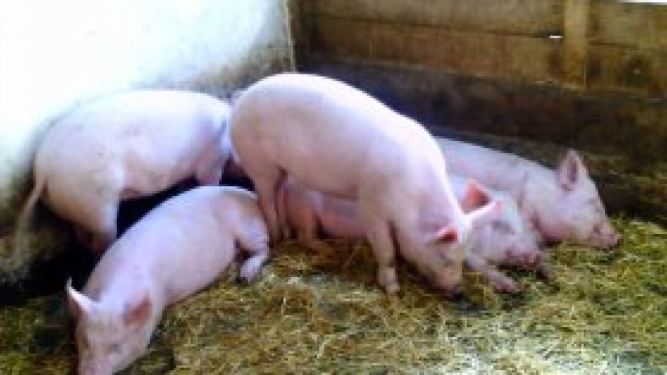 Peste 25.000 de porci sacrificaţi în gospodării