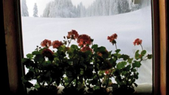 Iarna cu muşcate în fereastră