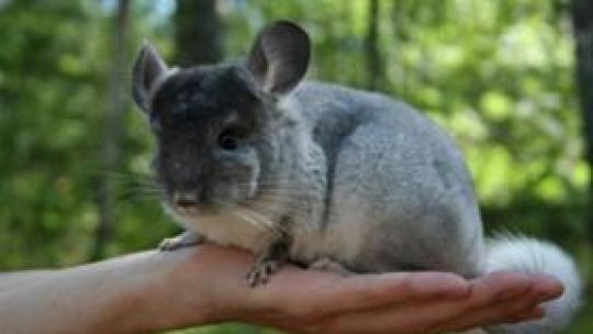 Cum se hrănesc șinșilele?