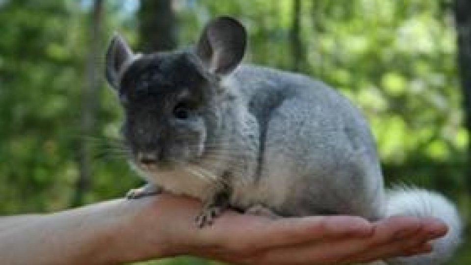 Cum se hrănesc șinșilele?