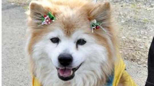 Cel mai bătrân câine din lume a murit în Japonia