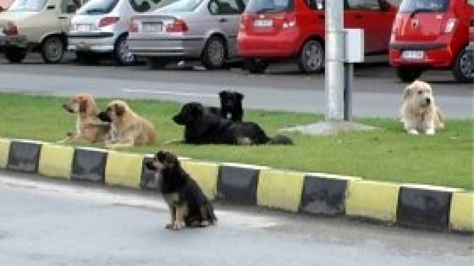 Recensământ al câinilor din Bucureşti
