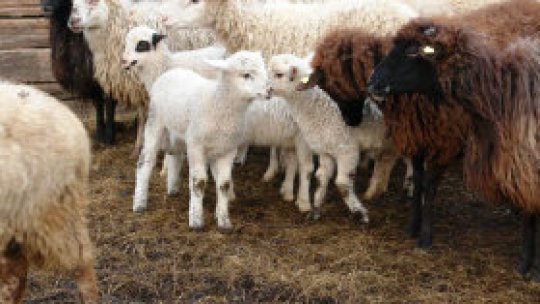 Crotalii problematice