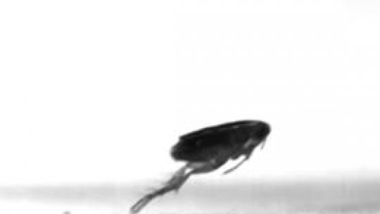 De ce sar puricii atât de sus