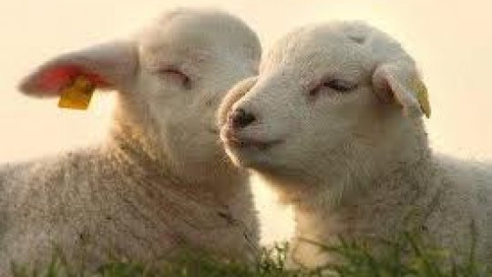 Fără miei de Paşti