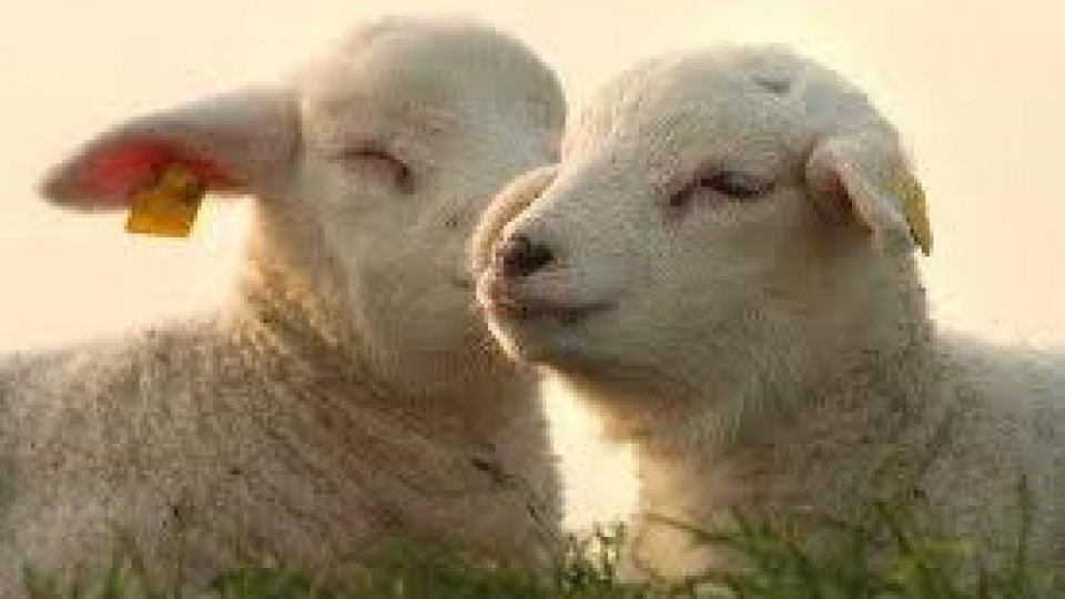 Fără miei de Paşti