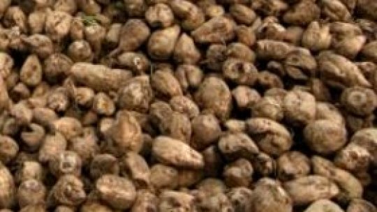 Sfecla, aproape amintire