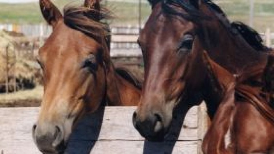 Licitaţie de cai în judeţul Constanţa