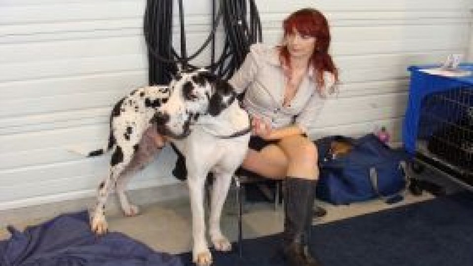 Câinii se întrec la Arad