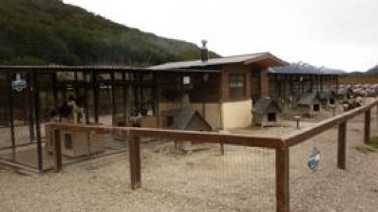 La crescătoria de câini din Ushuaia