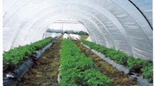 Serele Zebil au murit.Trăiască solariile!