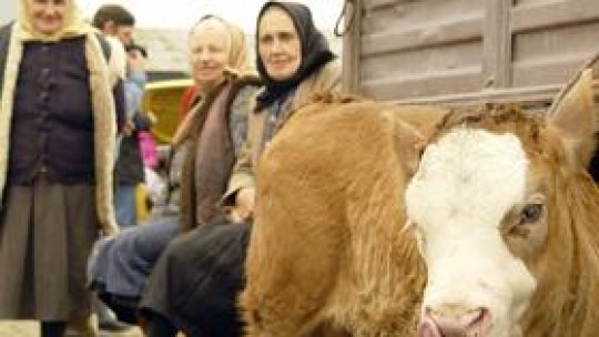 Fermierii clujeni, "la marginea falimentului"