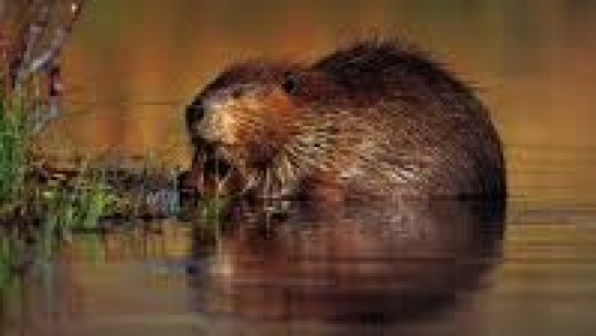 Castorii redirecţionează cursul apei