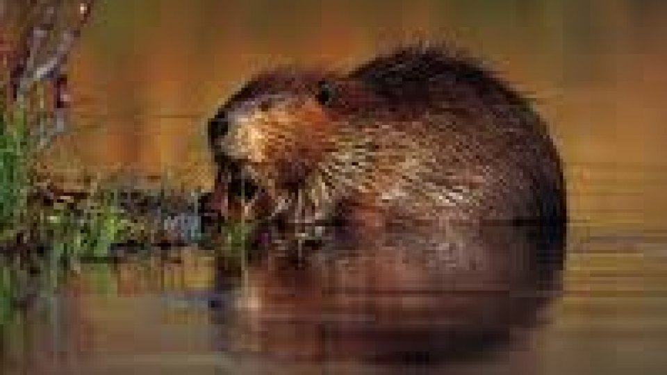 Castorii redirecţionează cursul apei