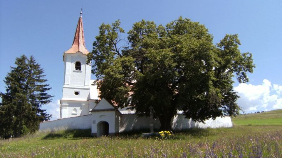 Arborele European al Anului este din Harghita