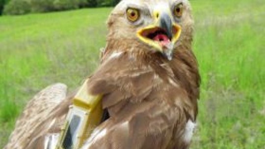 Drumul înapoi, spre casă