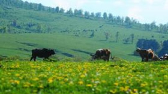 Communes of Botoşani brought to NAD’s attention