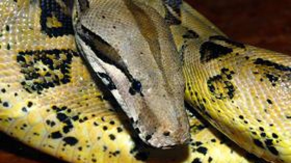 Expoziţie de reptile la Dorohoi