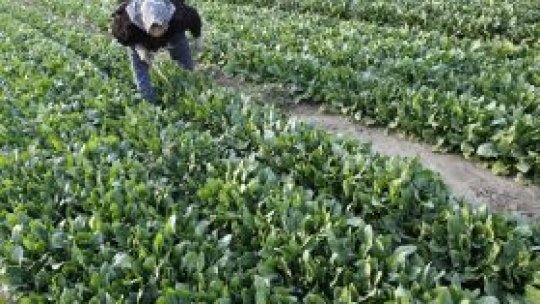 OMS, îngrijorată de apariţia alimentelor contaminate