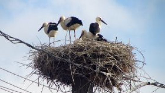 A sosit prima barză la Sibiu