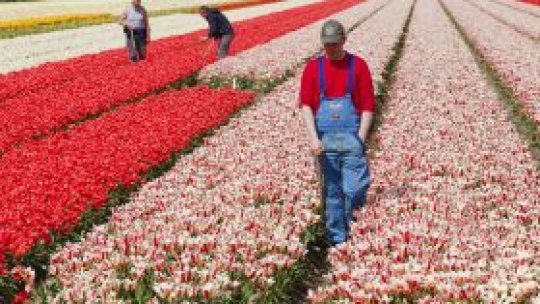 Olanda a vândut mai multe flori dar mai ieftin