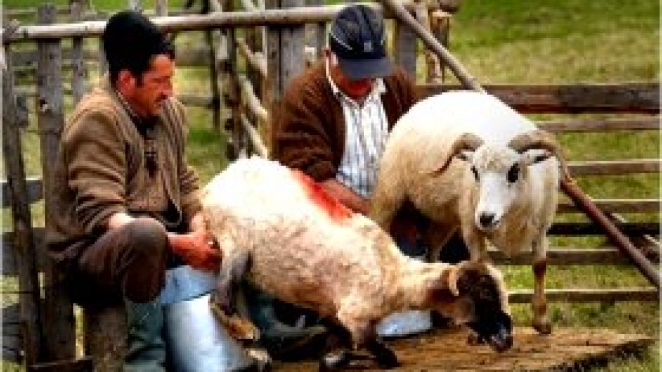 Mioare da, ciobani ba