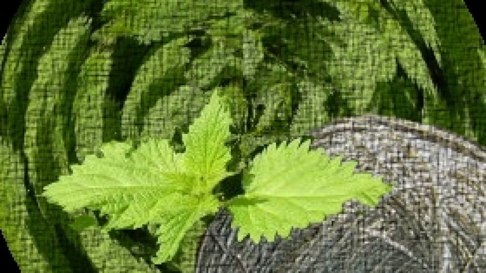 Ave Cezar și urzicile din curte