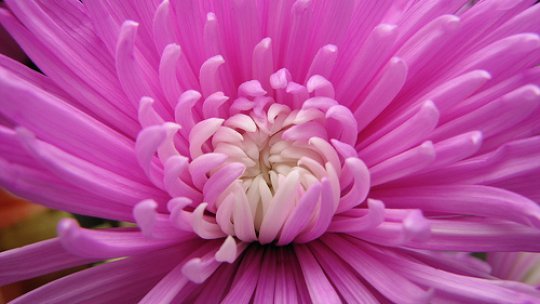 Contrabandă cu zambile în judeţul Bacău